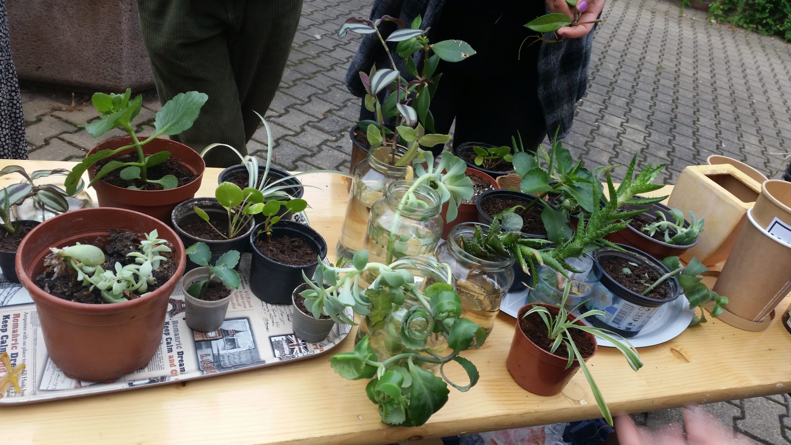 Pflanzen auf einem Tisch